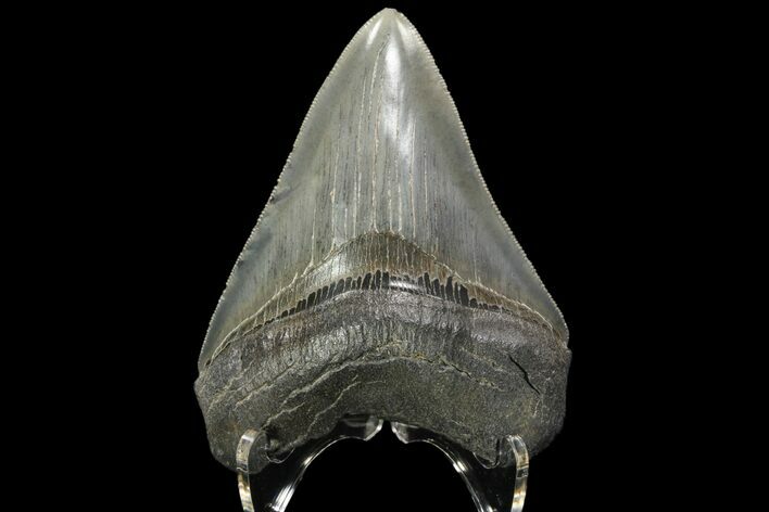 Serrated, Fossil Megalodon Tooth - Georgia River #84155